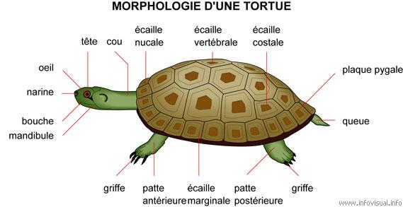 images-des-tortues